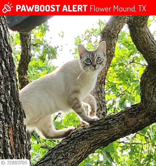 Lost Female Cat last seen Pocahontas Drive, Flower Mound, TX 75022