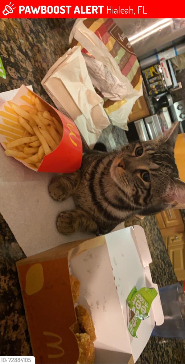 Lost Male Cat last seen Near NW 186th St Hialeah, FL  33015 United States, Hialeah, FL 33015
