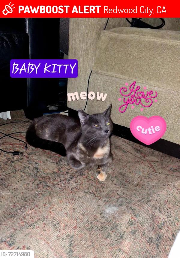 Lost Female Cat last seen second ave, Redwood City, CA 94063