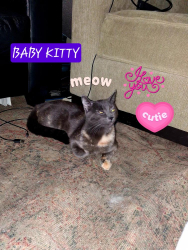 Lost Female Cat last seen second ave, Redwood City, CA 94063