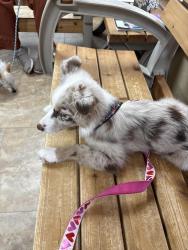 Lost Female Dog last seen 15th and pine oak, Edmond, OK 73013