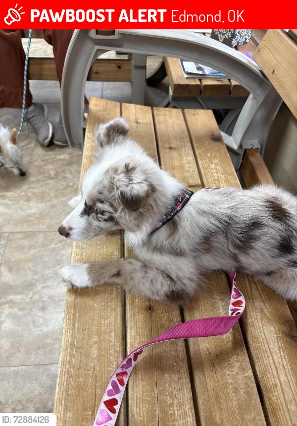 Lost Female Dog last seen 15th and pine oak, Edmond, OK 73013