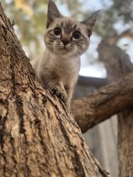 Lost Female Cat last seen Farrel & Johnson , Maricopa, AZ 85139