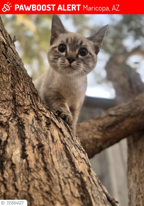 Lost Female Cat last seen Farrel & Johnson , Maricopa, AZ 85139
