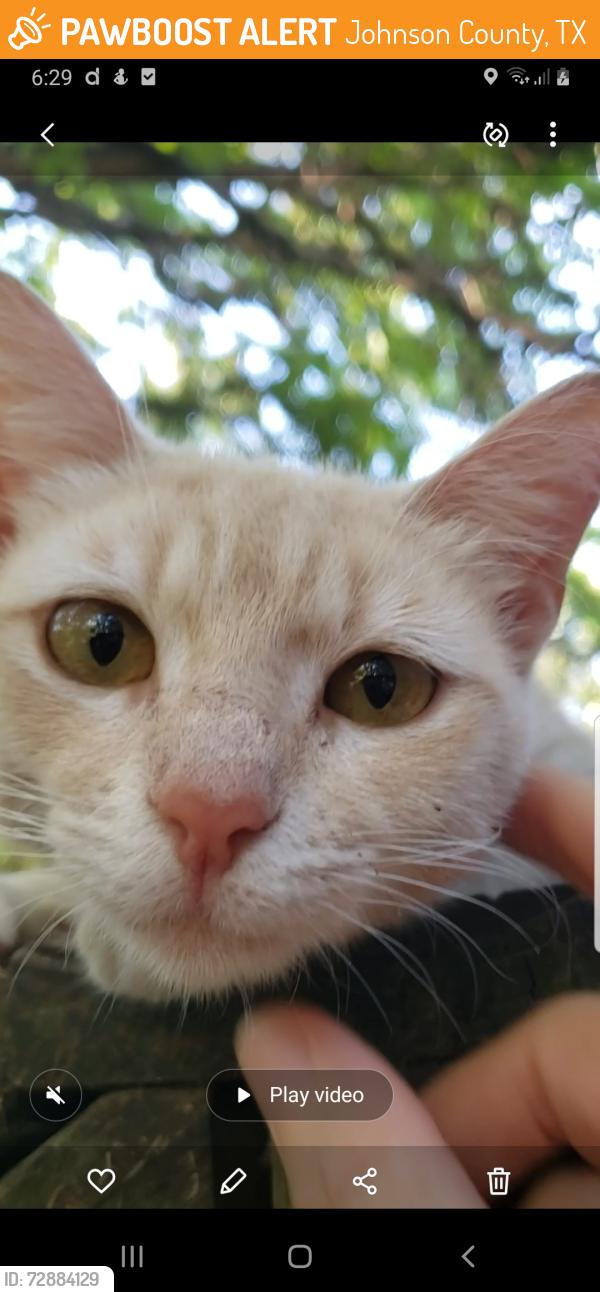 Found/Stray Female Cat last seen Cedar ln, Johnson County, TX 76031