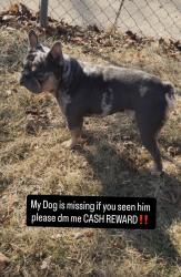 Lost Male Dog last seen Lancaster, Milwaukee, WI 53218