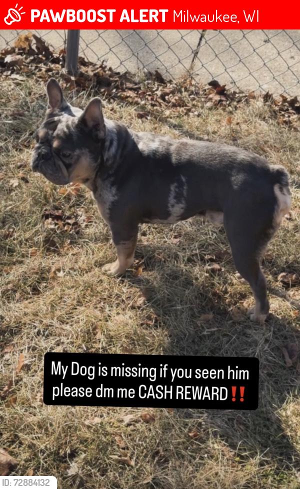 Lost Male Dog last seen Lancaster, Milwaukee, WI 53218