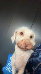 Lost Female Dog last seen Seaview Ave & Pennsylvania Ave , Brooklyn, NY 11236