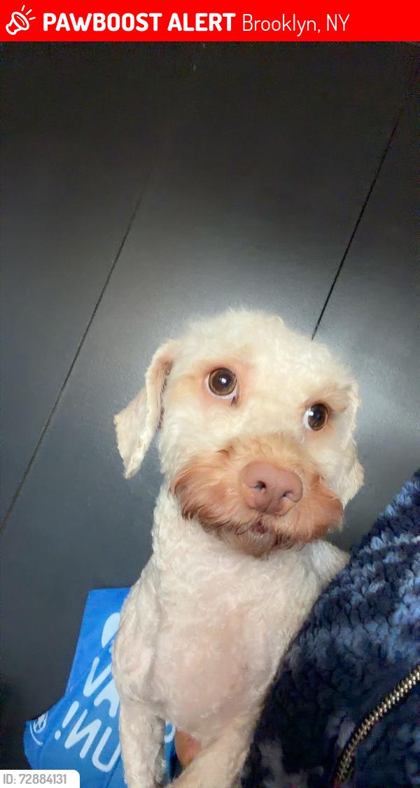 Lost Female Dog last seen Seaview Ave & Pennsylvania Ave , Brooklyn, NY 11236