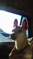 Found/Stray Female Dog last seen Guns of yesteryear, Tunnel Hill, GA 30755