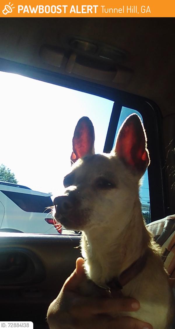 Found/Stray Female Dog last seen Guns of yesteryear, Tunnel Hill, GA 30755