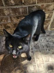 Found/Stray Male Cat last seen Greenville, Richardson, TX 75081