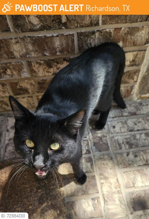 Found/Stray Male Cat last seen Greenville, Richardson, TX 75081