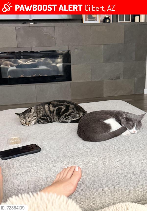 Lost Female Cat last seen Near e pony lane, Gilbert, AZ 85295