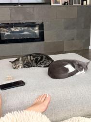 Lost Female Cat last seen Near e pony lane, Gilbert, AZ 85295