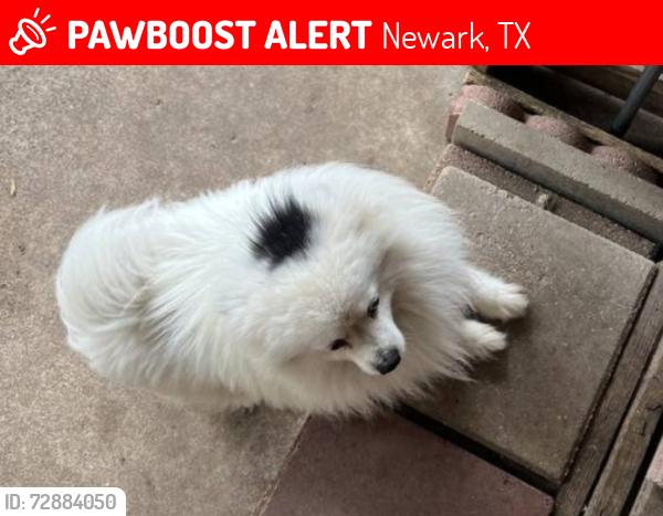 Lost Male Dog last seen FM 718 CR4845, Newark, TX. 76971, Newark, TX 76071