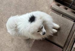 Lost Male Dog last seen FM 718 CR4845, Newark, TX. 76971, Newark, TX 76071
