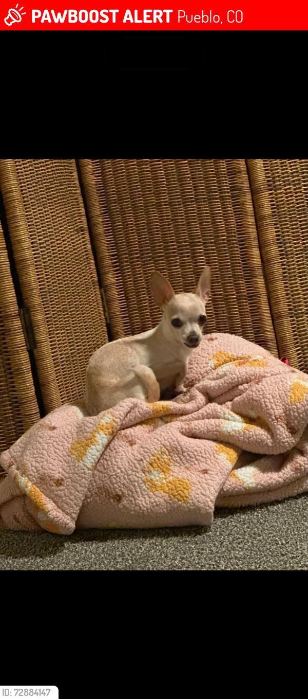 Lost Female Dog last seen 12th and Hudson, Pueblo, CO 81001