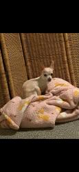 Lost Female Dog last seen 12th and Hudson , Pueblo, CO 81001