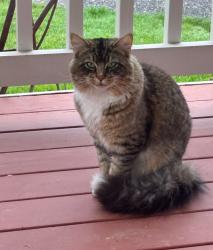 Lost Male Cat last seen Redland rd, Oregon City, OR 97045