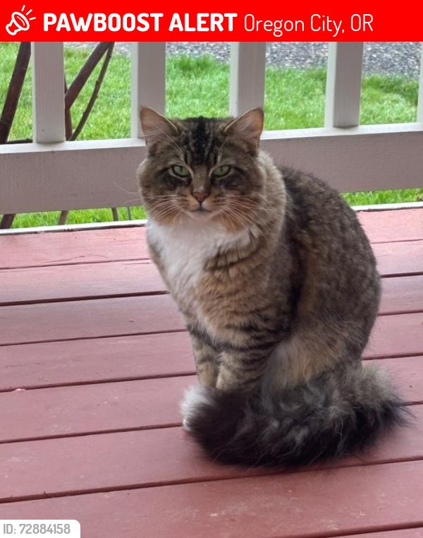 Lost Male Cat last seen Redland rd, Oregon City, OR 97045