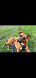 Lost Female Dog last seen Grafton st , Houston, TX 77017