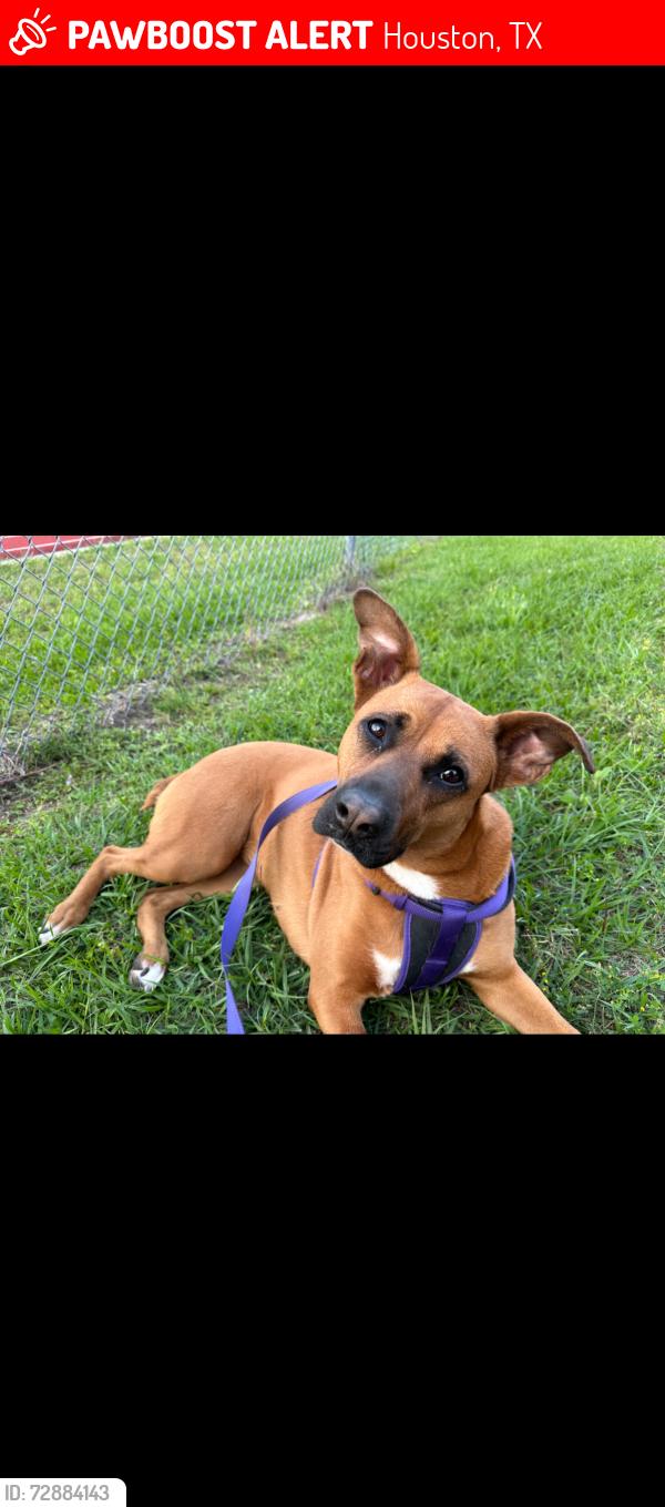 Lost Female Dog last seen Grafton st , Houston, TX 77017