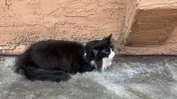 Reunited Unknown Cat last seen Near ct , Walnut Creek, CA 94596