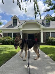 Reunited Female Dog last seen Greenville Ave and Monticello Ave, Dallas, TX 75206