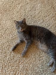 Lost Male Cat last seen Costner School Rd. Close to Pizza Hut , Bessemer City, NC 28016