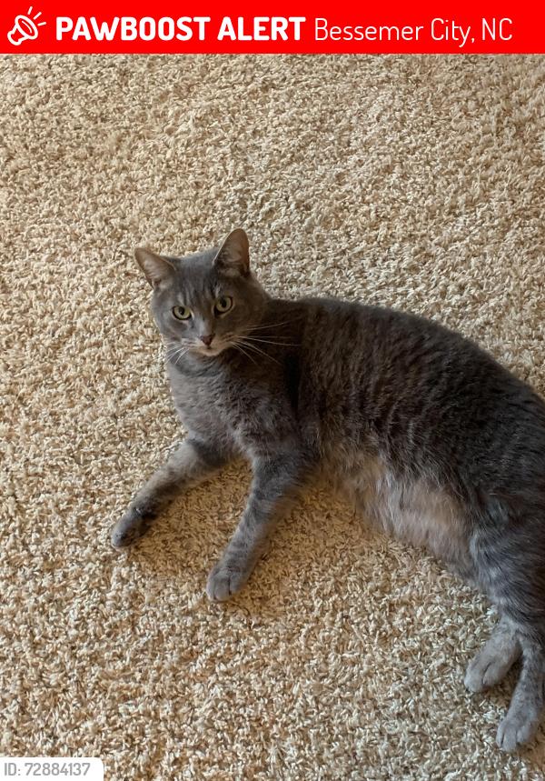 Lost Male Cat last seen Costner School Rd. Close to Pizza Hut , Bessemer City, NC 28016