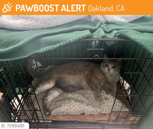 Found/Stray Male Cat last seen Chestnut st between 24th ans 25th, Oakland, CA 94607
