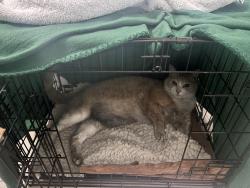 Found/Stray Male Cat last seen Chestnut st between 24th ans 25th, Oakland, CA 94607