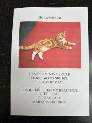 Lost Female Cat last seen FIFERS lane, Norfolk, England NR6 6DL
