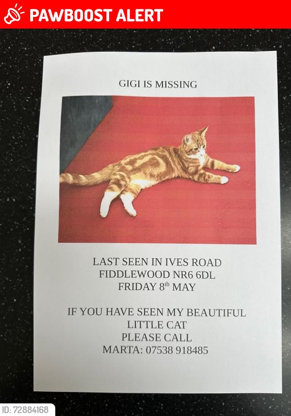 Lost Female Cat last seen FIFERS lane, Norfolk, England NR6 6DL