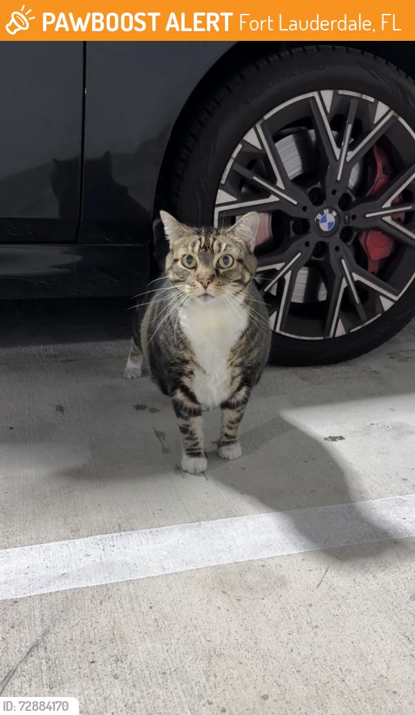 Found/Stray Unknown Cat last seen The district community , Fort Lauderdale, FL 33304