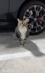 Found/Stray Unknown Cat last seen The district community , Fort Lauderdale, FL 33304