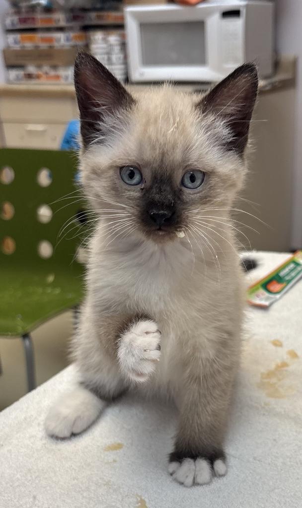 Shelter Stray Female Cat last seen , Saint Paul, MN 55104