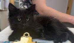 Shelter Stray Female Cat last seen , Saint Paul, MN 55104