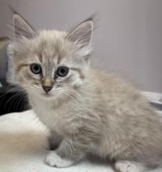 Shelter Stray Female Cat last seen , Saint Paul, MN 55104