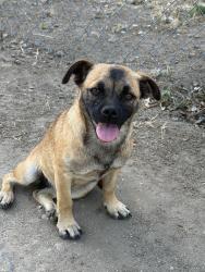 Found/Stray Female Dog last seen Road 156, Visalia, CA 93292