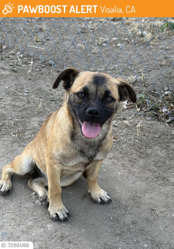 Found/Stray Female Dog last seen Road 156, Visalia, CA 93292