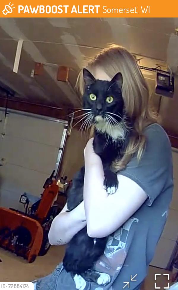 Found/Stray Unknown Cat last seen 80th and 205t, Somerset, WI 54025