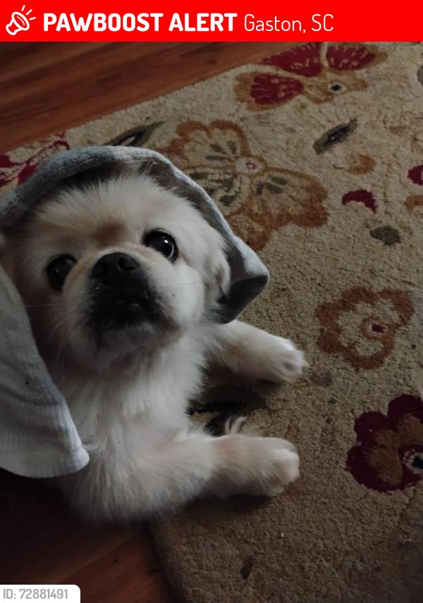 Lost Female Dog last seen Near 1st avenue store South Carolina, Gaston, SC 29053