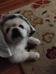 Lost Female Dog last seen Near 1st avenue store South Carolina, Gaston, SC 29053