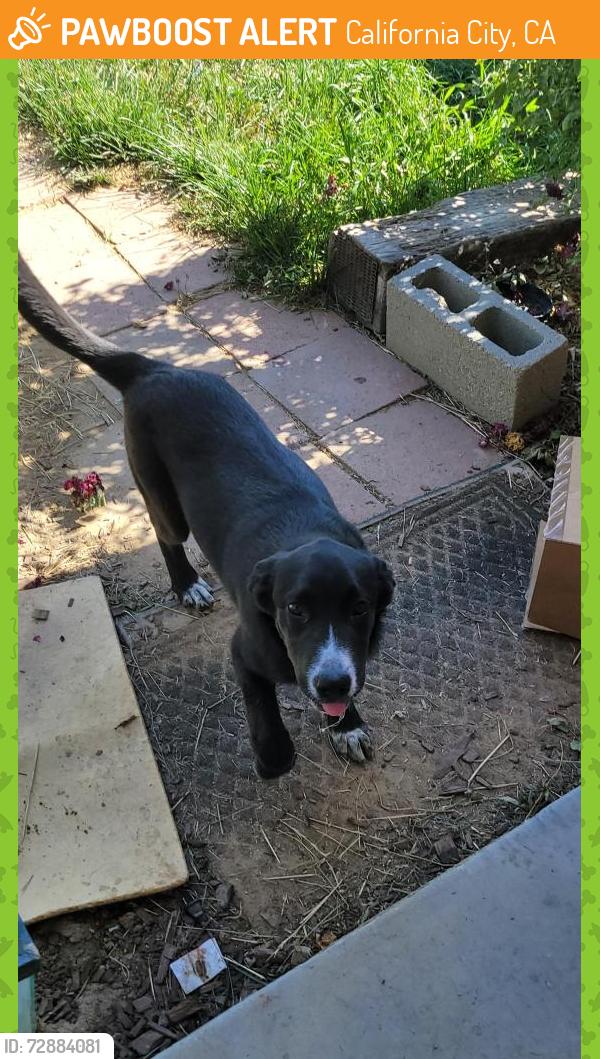 Found/Stray Female Dog last seen Airway, California City, CA 93505