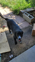 Found/Stray Female Dog last seen Airway, California City, CA 93505