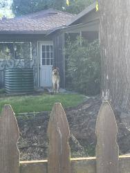 Found/Stray Unknown Dog last seen Center Pkwy &F Pkwy, Sacramento, CA 95823