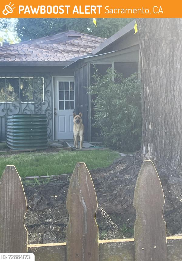 Found/Stray Unknown Dog last seen Center Pkwy &F Pkwy, Sacramento, CA 95823