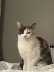 Lost Female Cat last seen Green valley , Henderson, NV 89014